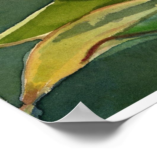 Agave attenuata poster (Hoek)