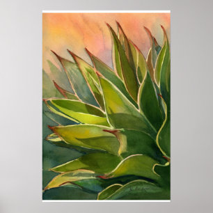 Agave attenuata poster