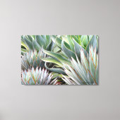 Agave 'Blue Glow', 'Blue Flame' canvas print (Voorkant)