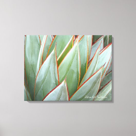 Agave 'Blue Glow' canvas van Debra Lee Baldwin Afdruk (Voorkant)
