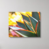 Agave 'Blue Glow' van Debra Lee Baldwin Canvas Afdruk (Voorkant)