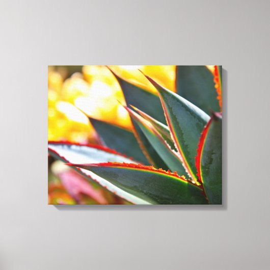 Agave 'Blue Glow' van Debra Lee Baldwin Canvas Afdruk (Voorkant)