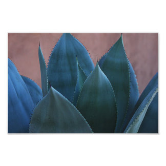 Agave cactus 02 foto afdruk