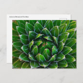 Agave Cactus Briefkaart (Voorkant / Achterkant)