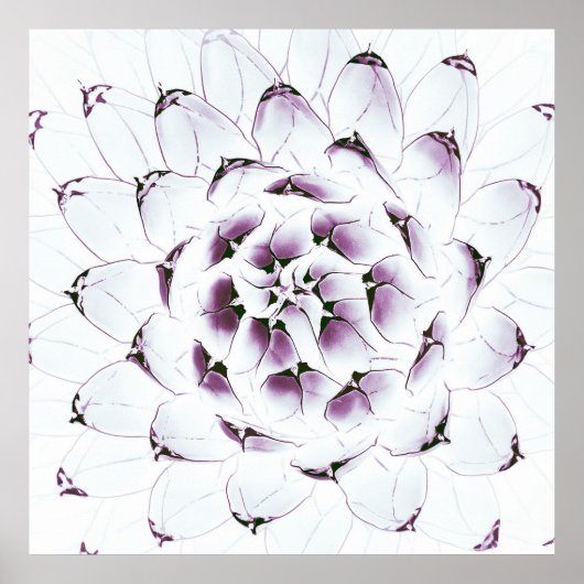 Agave Cactus Poster/Afdruk Poster (Voorkant)