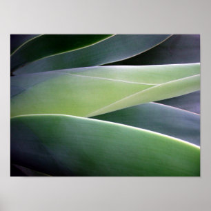 Agave Leaves Poster