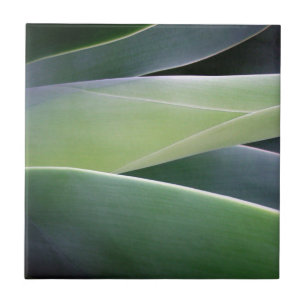 Agave Leaves Tegeltje