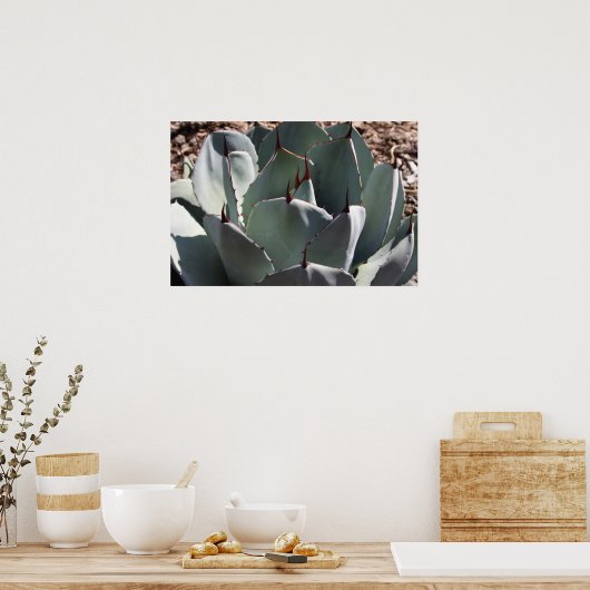 Agave parryi poster (Keuken)