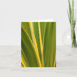 Agave Plant Abstract