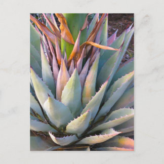 Agave plant Briefkaart