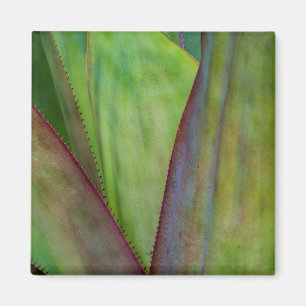 Agave Plant Detail Magneet
