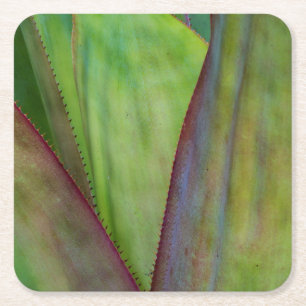 Agave Plant Detail Vierkante Kartonnen Onderzetter