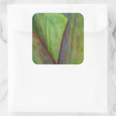 Agave Plant Detail Vierkante Sticker (Tas)