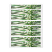 Agave Plant Green en White Striped (Vel)