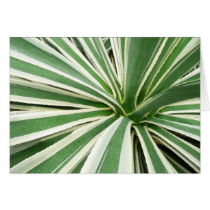 Agave Plant Green en White Striped