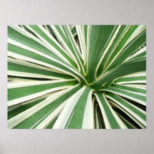Agave Plant Green en White Striped Poster
