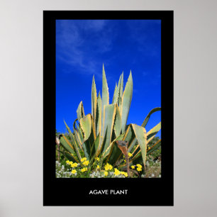 Agave Plant Poster, afdrukken Poster
