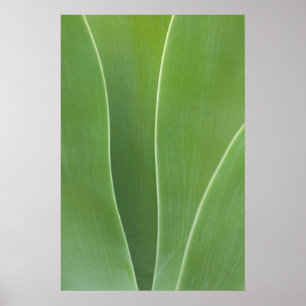 Agave Plant sluiten Poster