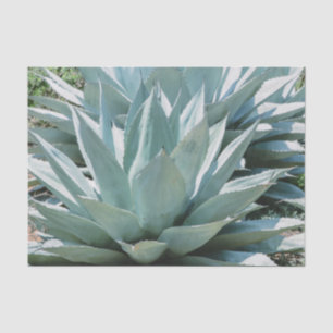 Agave Succulent Plant Cactus Green sage grijs Tissuepapier