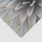 Agave Succulent Plant Cactus Green sage Tissuepapier (Detail)
