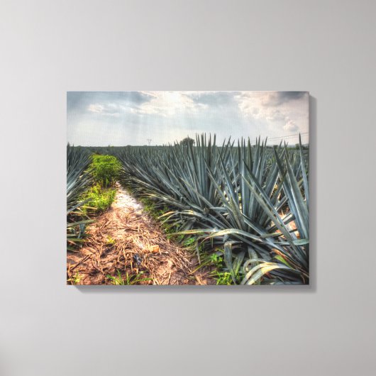 Agave Tequilana Canvas Afdruk (Voorkant)