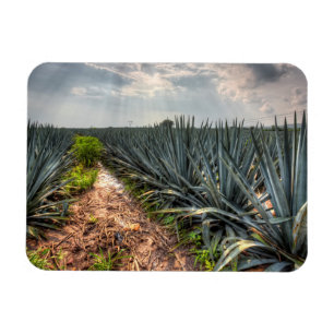 Agave Tequilana Magneet