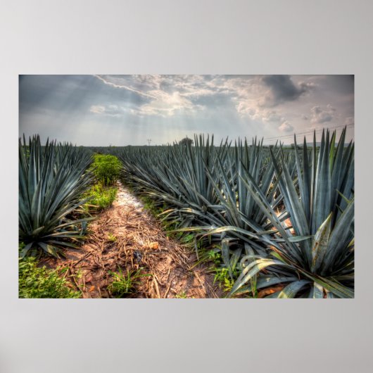 Agave Tequilana Poster (Voorkant)