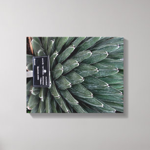 Agave Victoria Plante photo toile enveloppée Impri