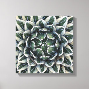 Agave victoria-reginae foto van Debra Lee Baldwin Canvas Afdruk