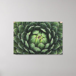 Agave victoriae-reginae Canvas Print