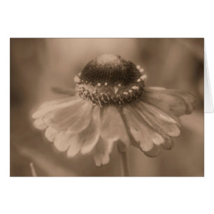 Aged Sepia Daisy Flower Photography Card