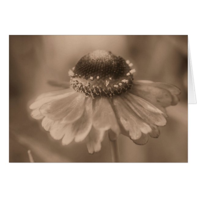 Aged Sepia Daisy Flower Photography Card (Voorkant Horizontaal)