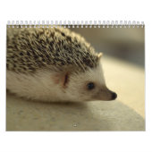 Agenda 4 2013 kalender (Hoes)