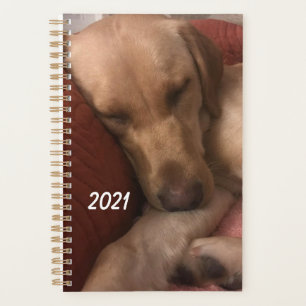 Agenda des chiots