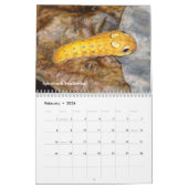 Agenda voor backyard Series Caterpilars Kalender (Feb 2026)