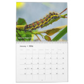 Agenda voor backyard Series Caterpilars Kalender (Jan 2026)
