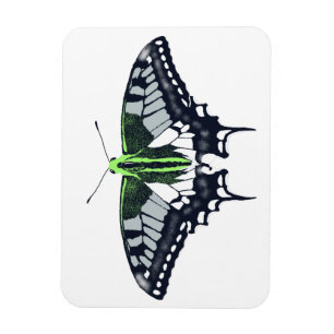Agender Flag Swallowtail Butterfly Magneet