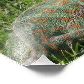 Aggressive Chameleon Photo Print Foto Afdruk (Hoek)