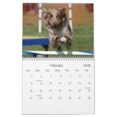 Agilité australienne de berger calendrier mural de (Feb 2026)