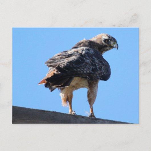 Agitated Red Tail Hawk Briefkaart (Voorkant)