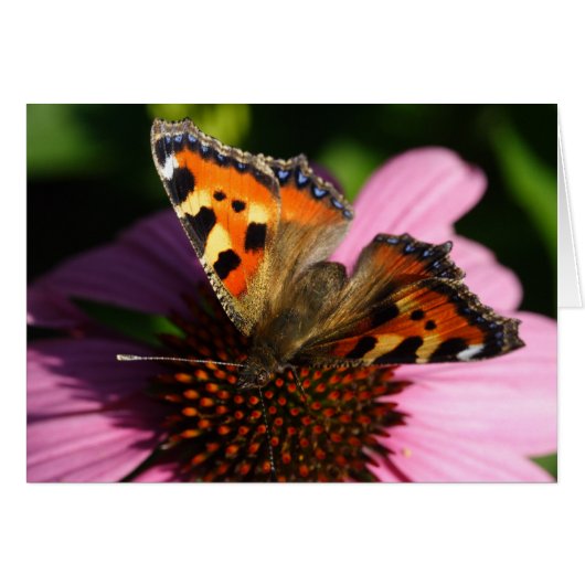 Aglais urticae (Voorkant Horizontaal)