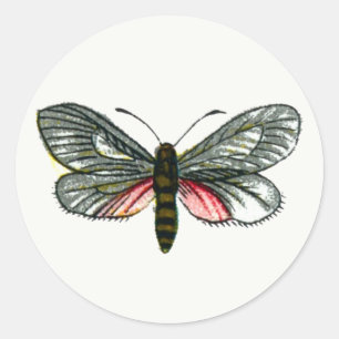 Aglaope infausta - Almond-Tree Leaf Skeletonizer K Ronde Sticker