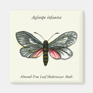 Aglaope infausta - Almond-Tree Leaf Skeletonizer Magneet