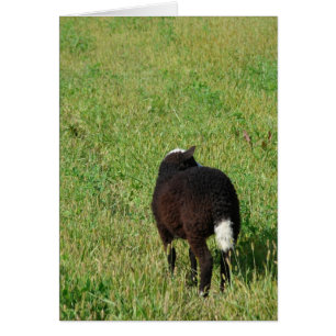 Agneau dans la prairie de foin