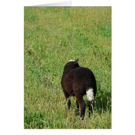 Agneau dans la prairie de foin (Devant)