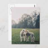 Agneaux Briefkaart (Voorkant / Achterkant)
