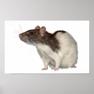 Agouti Hooded Rat Poster