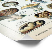 Agrandissement de la photo de la carte de champign (Coin)