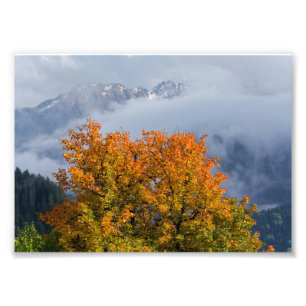Agrandissement de photo de couleurs d'automne et m