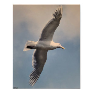 Agrandissement de photo de mouette en vol